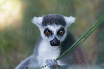 ring tailed lemur © myschka79