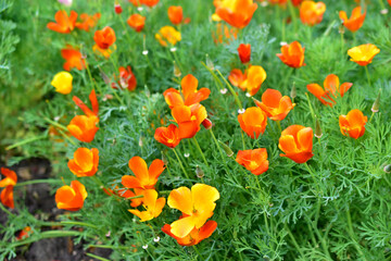 Flowers carpet Escholzia yellow and red flowers