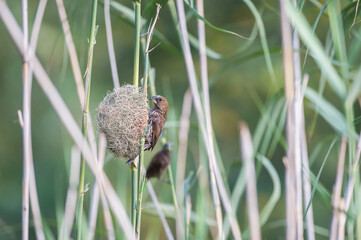 Thick-billed Weaver Building a Nest