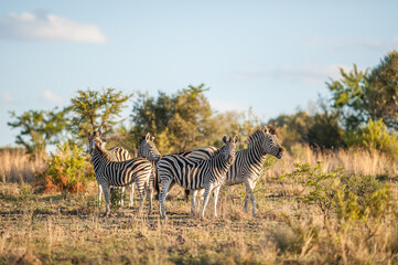 Fototapeta na wymiar Herd of Zebra