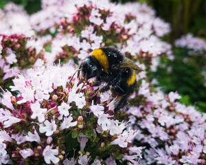 Bumble Bee close up