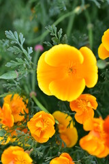 Yellow and red flowers Eshsholtsiya closeup in the green