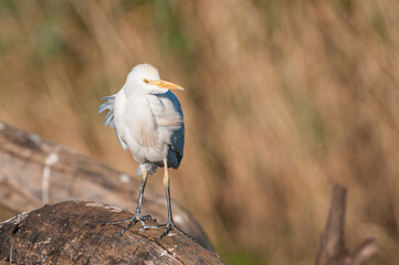 Cattle Egret on a Tree Branch