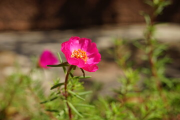 Pink purslane flowers grow in the garden. Side view, closeup.