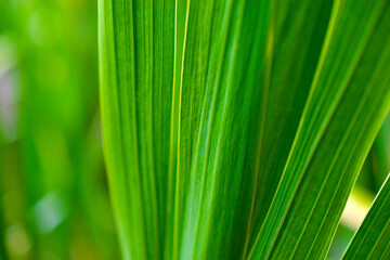Background of green flat leaves of plants in the garden