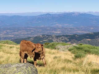 Vaca en la monta&ntilde;a