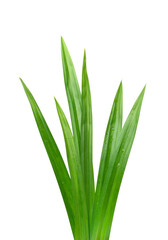 Obraz premium Fresh green Pandan (screwpine) leaves with water drops isolated on white background, Clipping path.