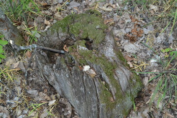
Old rotten tree stump with moss.