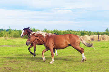 beautiful two horses running at a gallop in the pasture, in the field, free in summer time