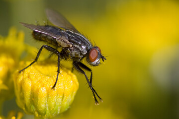 Mosca (Sarcophaga carnaria)
