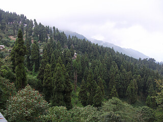 Pine forest in the mountains at the disclosed location, West Bengal, India. 