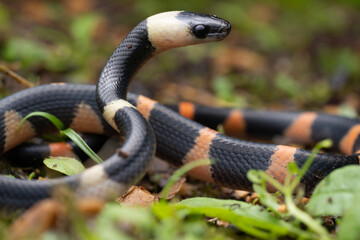Serpent coloré (Oxhyropus petolarius)