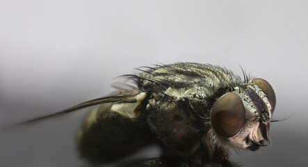 Mosca  macro che osserva con grandi occhi
