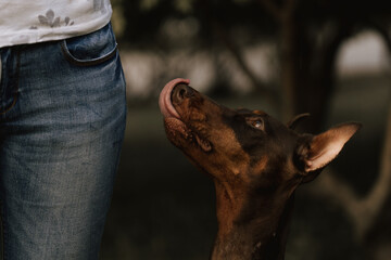 The Doberman is sitting near the leg. The brown Doberman looks at the hostess faithfully. The dog...