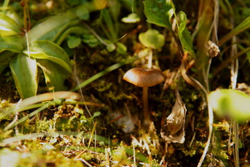 mushroom in the forest