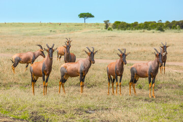 Naklejka na ściany i meble The antelopes Tsessebe graze