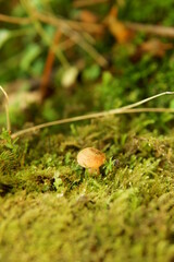 mushroom on the moss