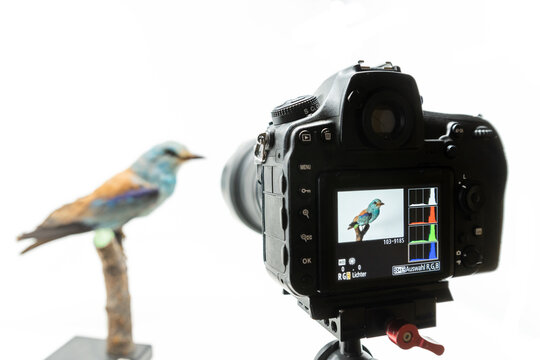 The camera has the image of a bird with a histogram on the display