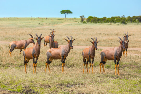 The antelopes Tsessebe graze