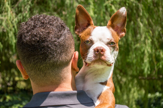 adorable brindle Boston terrier looking at the camera over the shoulder of a Hispanic man on a sunny day