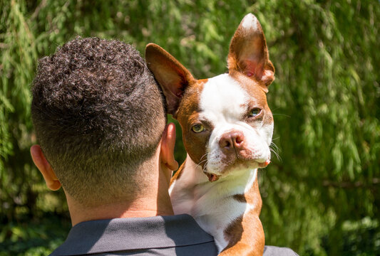 adorable brindle Boston terrier looking quizzically with a tilted head at the camera over the shoulder of a Hispanic man on a sunny day