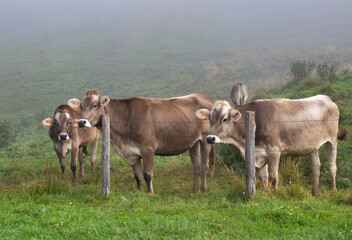 Brown Alpine cows behind the fence in the pasture. Pian Cansiglio, plateau of the Belluno Prealps, Italy.