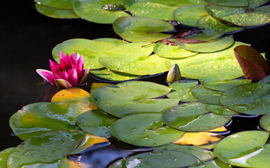 lotus flower in water lily