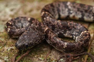 Serpent, Sibon nebulatus Equateur