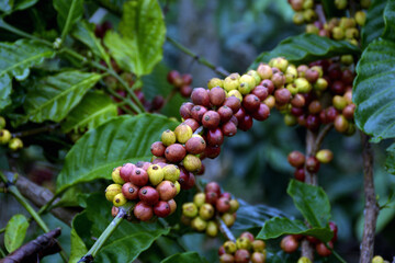 bunch of coffee beans on a branch