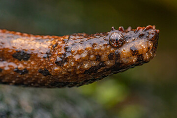 Serpent aquatique, Trachyboa boulengeri, Equateur