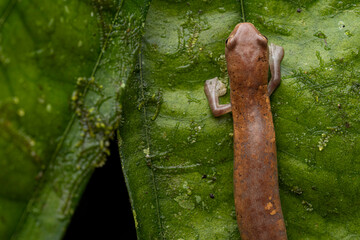 Salamandre, Bolitoglossa sima Equateur