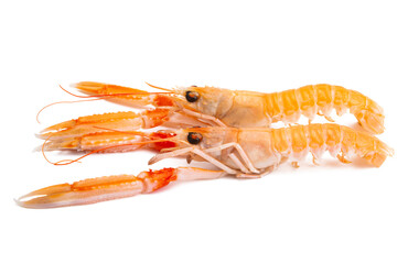 boiled lobster isolated