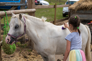 Smiling pretty young girl standing grooming the horse with a brush in an outdoor paddock