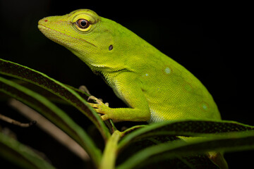 Lézard Anolis parvauritus Equateur