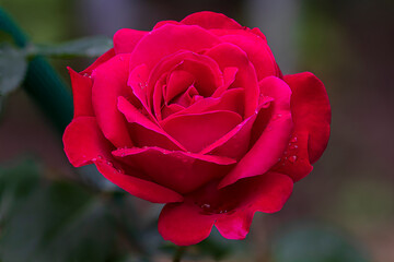 rosa nel pieno della fioritura