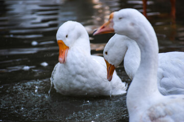 SWAM OF DUCKS