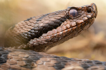 Fototapeta premium Serpent, Vipère aspic, France