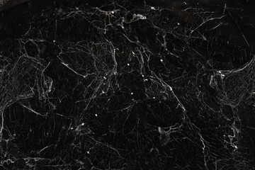 spider web on black background. halloween party festival, decoration and horror concept 