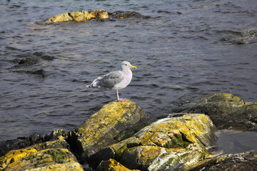 Sea bird