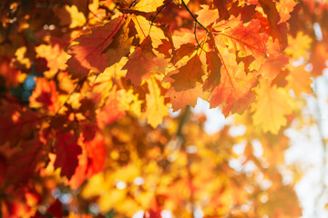 Autumn oak leaves background
