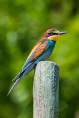 Fototapeta premium Esemplare di Gruccione adulto