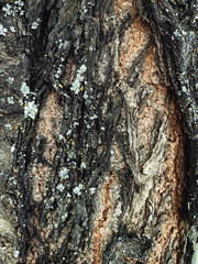 Closeup on bark of tree texture background