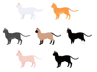 cat vector illustration isolated on white. set with different cat breeds and colors. sphynx siamese tabby cat