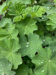 Regentropfen auf den Bl&auml;ttern