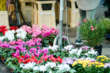 Flowers at the green market in Cremona, Italy , fall 2020
