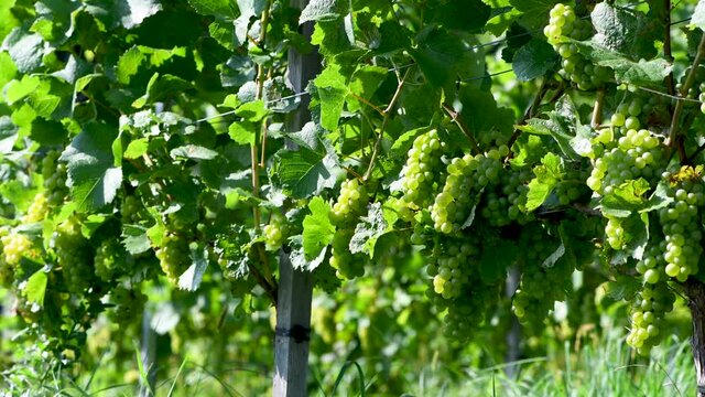 Weisse Trauben an einem Weinstock in einem Weinberg im Sp&auml;tsommer, S&uuml;dsteiermark, &Ouml;sterreich
