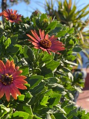 red and yellow flowers