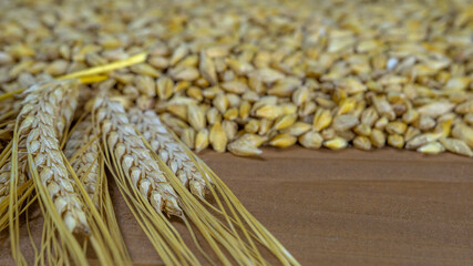 Ears of barley and grain on a wooden table. Close up The concept of a rich harvest.