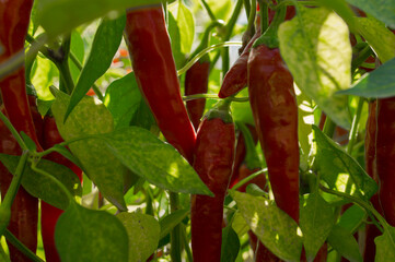 Beautiful chili peppers on the bushes. Red chili peppers on the farm. Hot red peppers in the garden.