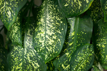 The texture of the leaves in the jungle. Beautiful tropical leaves.